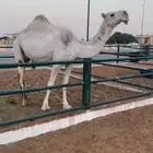 للبيع ضريبه