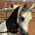 للبيع حصان واهو