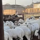 طلياه سواكن شبيه الحري مرابى