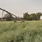 لصحاب الحلال محوري بطيخ وشمام للايجار اعلاف