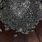 نحل بلدي العدد عشره صنديق