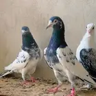 زوج تيدي بيور