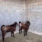 تيس العدد 2 للبيع