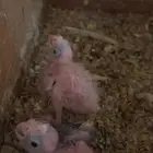 اثنين فروخ كروان هولندي