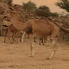 بعير