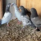 طبات باكستاني