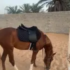 حصان للبيع
