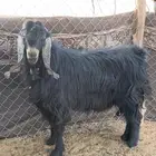 تيس عارضي