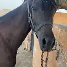 حصان كميت