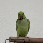 ببغاء درة هندي