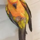 ببغاء صن كنيور للبيع على السوم
