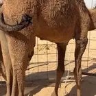 حاشي أبو 6 شهور فل شحم طيب ب الحيل الموقع أفقرا