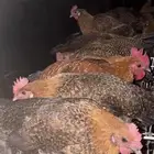 بيض دجاج فيومي