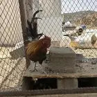 تم البيع