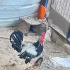 دجاج عربي