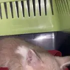 قطو للتبني