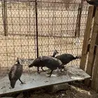 دجاج حبشي للبيع