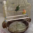 طيور روز
