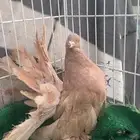 رقاص امريكي