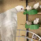 يمام هولندي