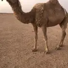 ناقه شعلا