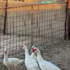 ذكور بح أو مسكافي