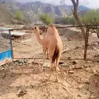 قعود