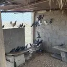 حمام للبيع