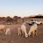 ضان 3تحتها 3