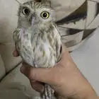 بومه القزميه