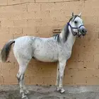 فرس واهو مع مهره