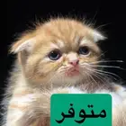 قطط كيتن سكوتش للبيع