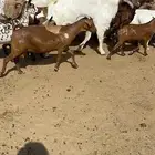 معزا عمانيه دفيع وتابيع
