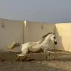 حصان شعبي