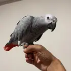 ببغاء كاسكو افريقي
