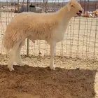 مشروع فحل صنف الصنف