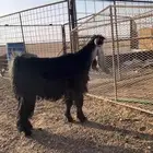 فحل عارضي مشروط