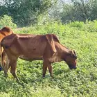 للبيع بقره
