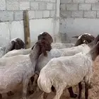 نعيم دفيع ب 1550