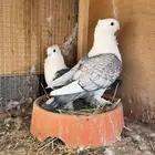 زوجين حب رمان