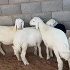 بهم حري مغلق