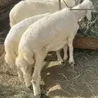 طليان