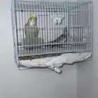 للبيع جوز ببغاء كروان اليفه كولها الحد 1000