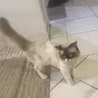 قط مجا