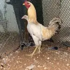 ديك فارسي ودجاجه