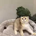 قطه سكوتش فولد انثى