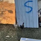 دجاج و شبك للبيع