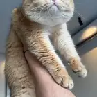 للتزاوج قط برتش