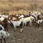 تيوس مناسبات فاخر