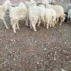 نعاج حرى